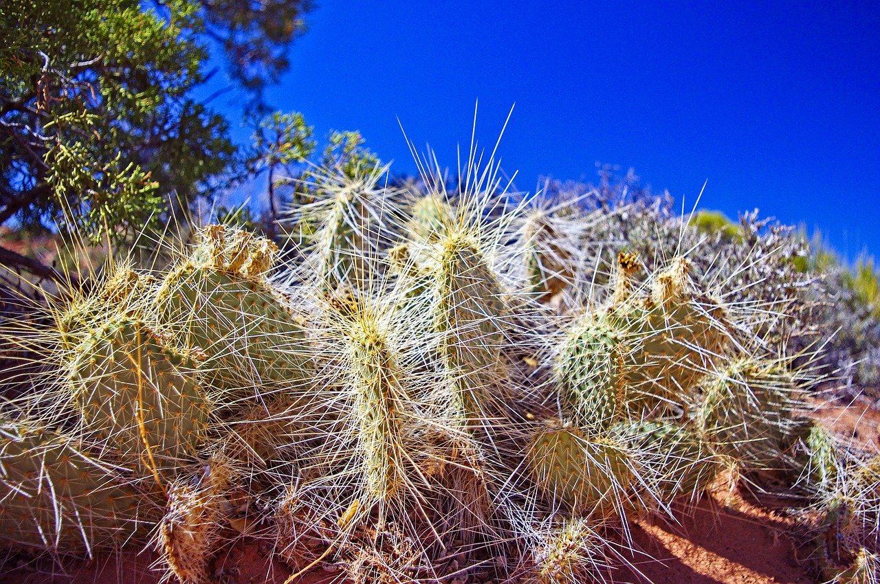 Cactus, comment les faire pousser sous notre climat froid et humide? — free download